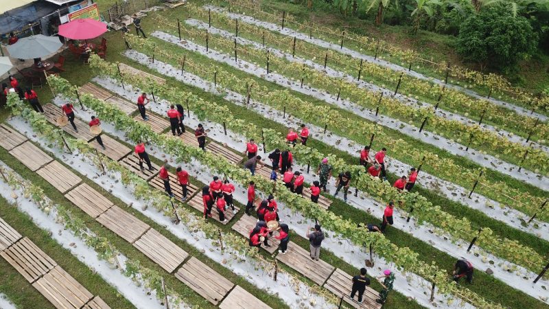 Danbrigif 4 Marinir/BS dan Ketua Cabang 7 PG Kormar Panen Melon di Yonif 7 Marinir